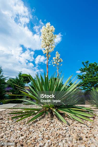 Blooming Yucca Bush Stock Photo - Download Image Now - Yucca, Flower, Blossom