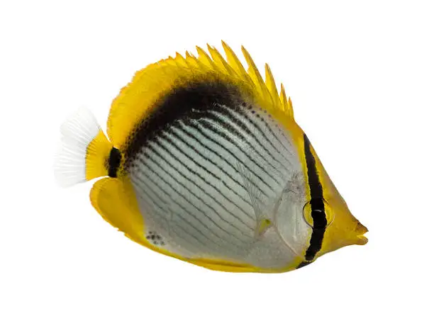 Side view of a Blackback Butterflyfish, Chaetodon melannotus, isolated on white