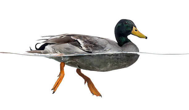 istock Side view of a Mallard floating on the water 472212309