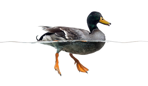 istock Side view of a Mallard floating on the water 472212313