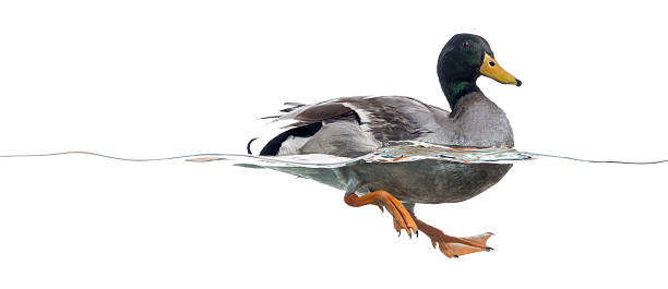 istock Side view of a Mallard floating on the water 472212321