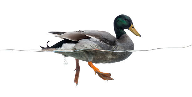 istock Side view of a Mallard floating on the water 472212327
