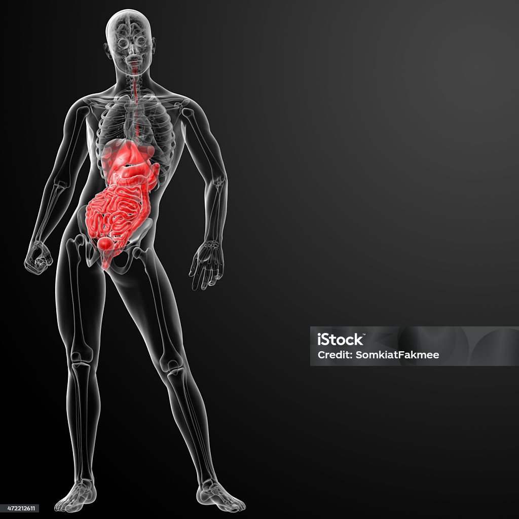 Digestive Front Human Digestive System Stock Photo - Download Image Now - Abdomen ...