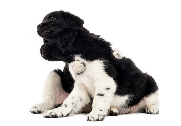 istock Stabyhoun puppies playing together, isolated on white 472212645