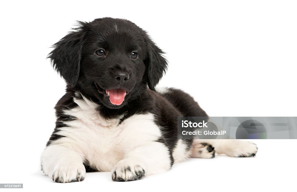 Stabyhoun puppy lying down, panting, isolated on white Animal Stock Photo