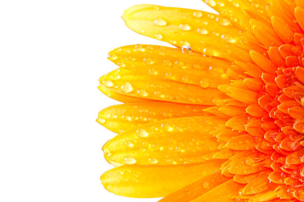 istock gerberas, flowers and natural backgrounds 472212851