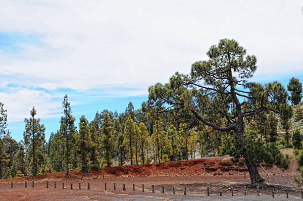 istock volcanic landscape at el teide national park (Tenerife) 472213339