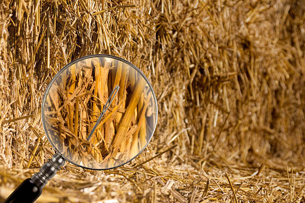 neddle nel pagliaio - mucchio di fieno foto e immagini stock