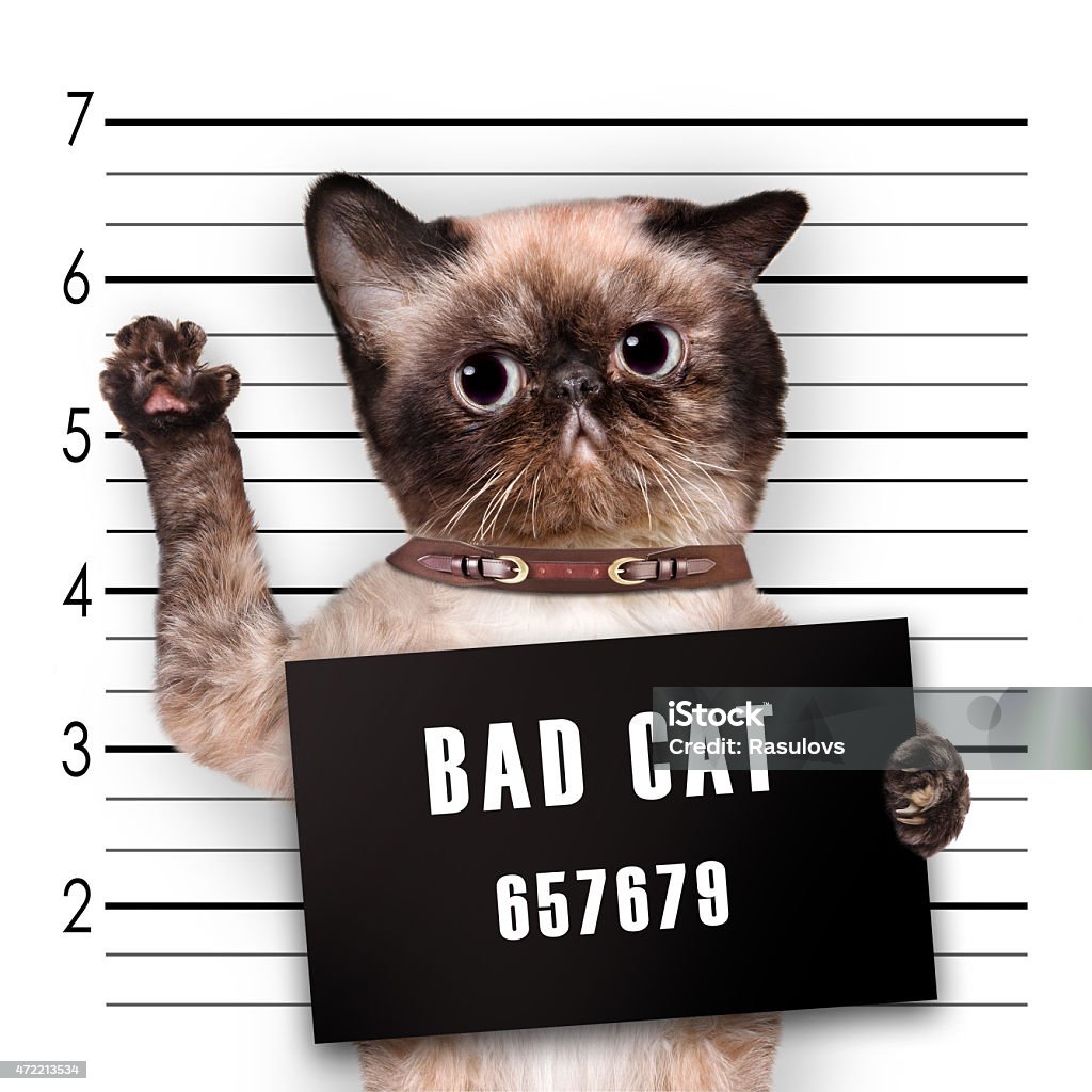 Bad Cat Stock Photo - Download Image Now - Domestic Cat, Prisoner, Trapped  - iStock