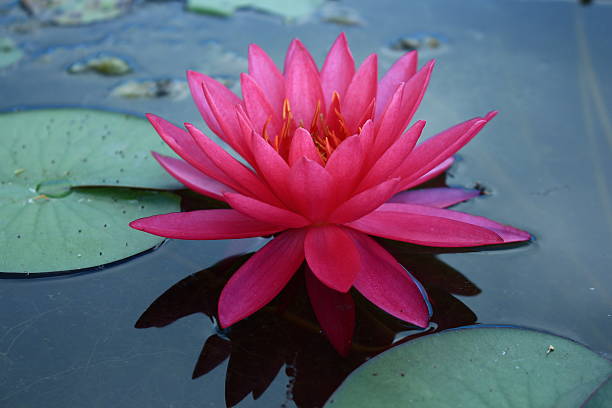 istock Beauty pink lotus 472213610