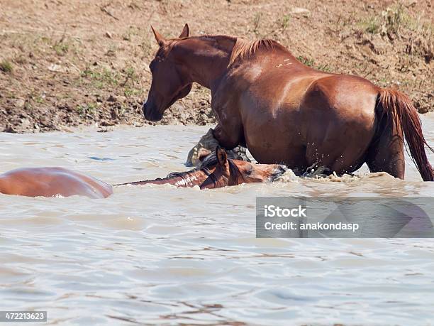 Arabian Mares In The Lake At Liberty Sunny Day Stock Photo - Download Image Now - Animal, Animal Family, Animals In The Wild