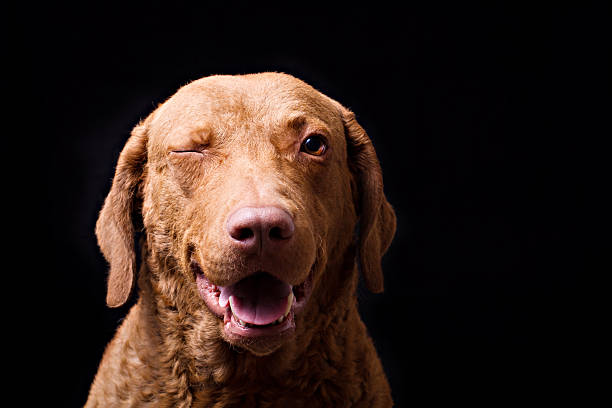 istock Dog: Retriever winking at the camera on black 472213727