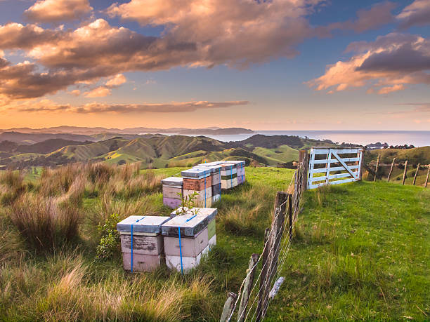 Colorful Bee Hives Top of Hill Bay Islands, New Zealand Bee Hives in Many Colors in Hilly Landscape northland new zealand stock pictures, royalty-free photos & images