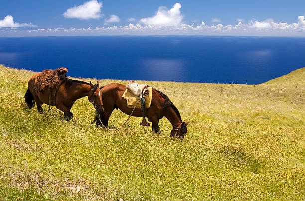 Easter Island. View from Volcano Terevaka.