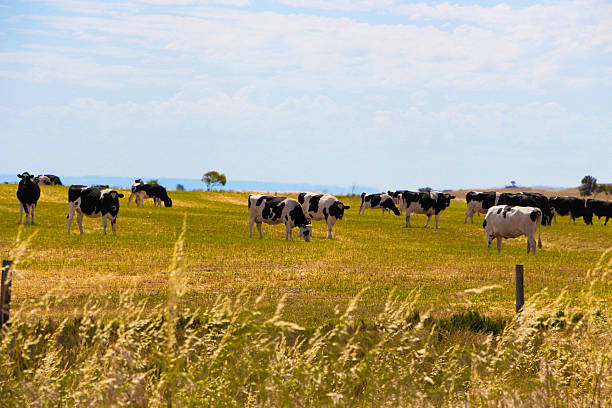 Cows grazing in field stock photo