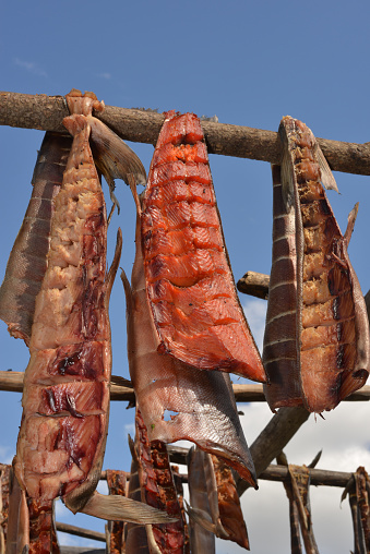 View of chum salmon (keta, dog salmon) drying in the sun as a winter food for husky dogs. Picture taken at the banks of Chena River, near Fairbanks, Alaska.