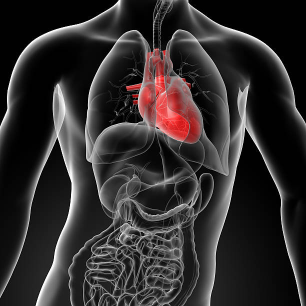 3 d render Menschliches Herz Anatomie – Foto