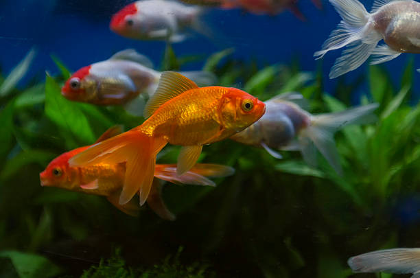 istock goldfish in an aquarium 472214910