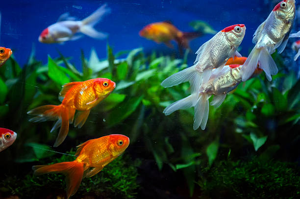istock goldfish in an aquarium 472214912