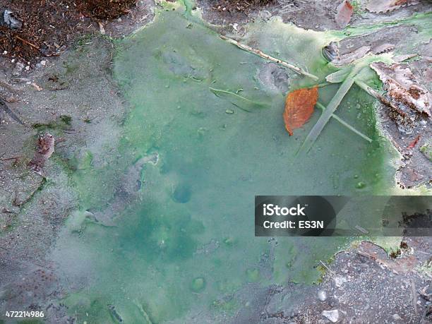 Cyanobacteria Microbial Mat In Thermal Spring Stock Photo - Download Image Now - 2015, Bacterium, Close-up