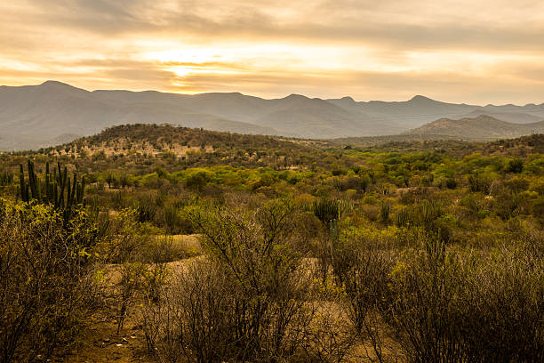 istock Cactuses near Infernillo damn 472215062
