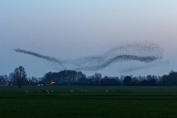 istock The Murmurations of Starlings 472215075