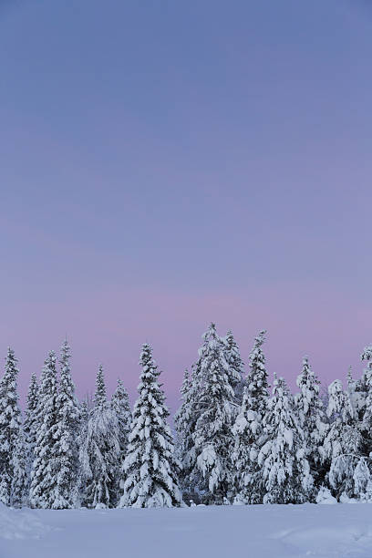 istock Sunrise in winter arctic snow forest landscape 472215124