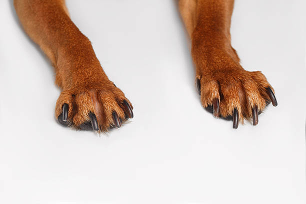istock Paws Brown Toy Terrier on White Background 472215210