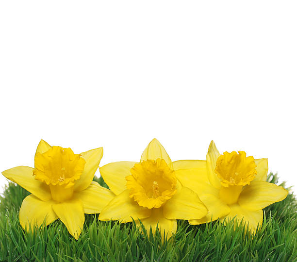 istock Spring Narcissus Flowers. Yellow Daffodils on green grass isolated 472215383