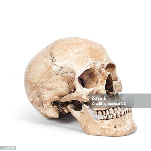 Vista De Frente Del Cráneo Humano Aislado Sobre Fondo Blanco Foto de stock y más banco de imágenes de Ausencia