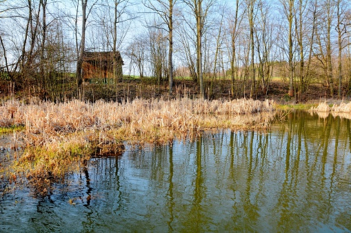 HDR shot of the natural wetland in pond.