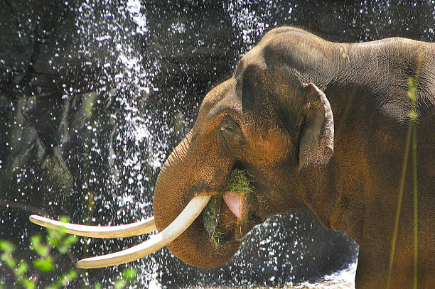istock Male Asian Elephant 472216395