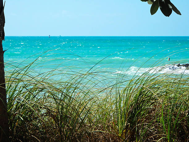 Horizon over Gulf of Mexico.  Beach grass. Copy space. stock photo