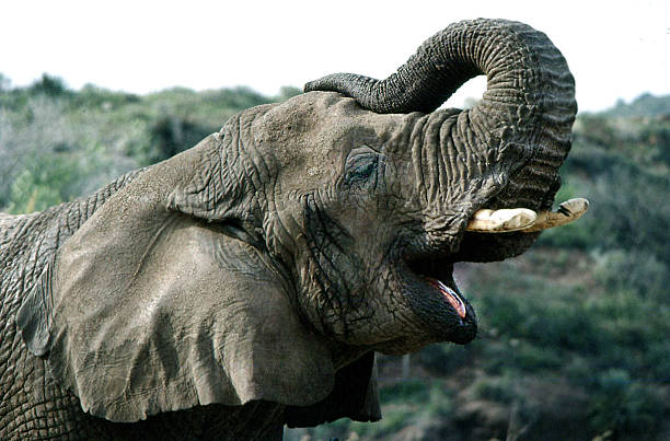 éléphant d'afrique trumpeting - trumpeting photos et images de collection