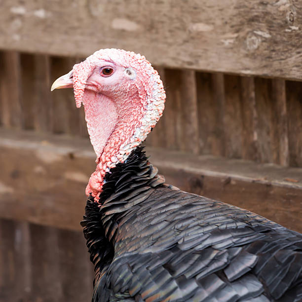 istock Female Bronze Turkey Head and Shoulders 472217023