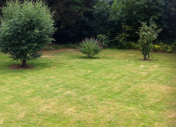 istock Expanse of Patchy lawn 472217755