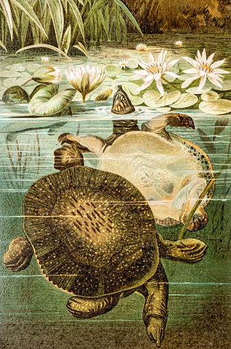 Antique color illustration of Florida softshell turtle (Apalone ferox)