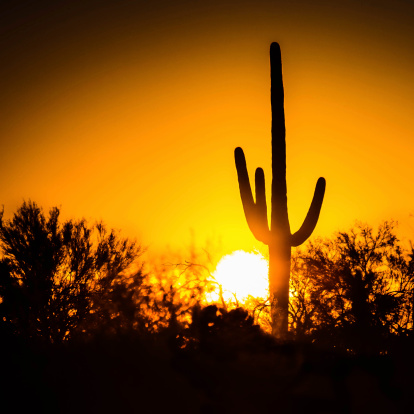 Silhouette of a saguaro cactus and desert scene at sunset.