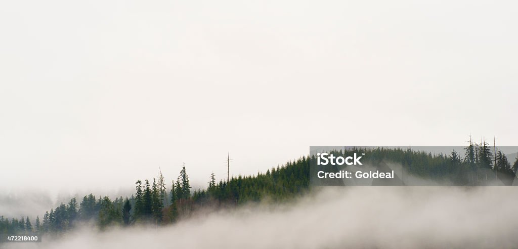 Misty Afternoon Mist silently covers the forest in a wet blanket 2015 Stock Photo