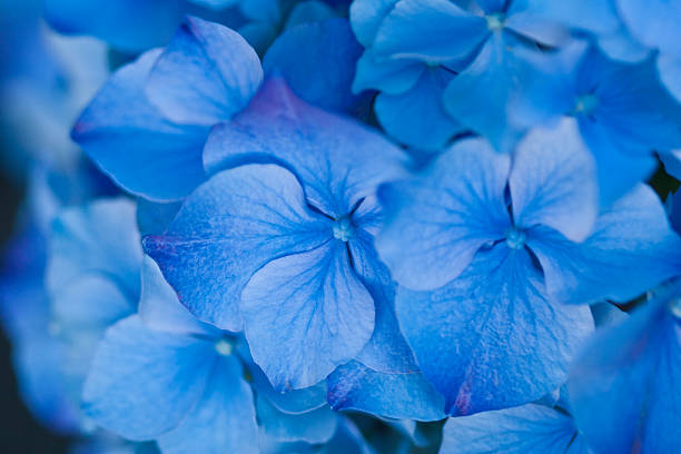 istock Close up of blue flowers 472218440