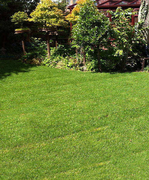 istock Newly turfed Lawn 472218479