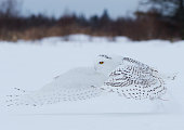 Snowy owl in flight over Northern Minnesota.