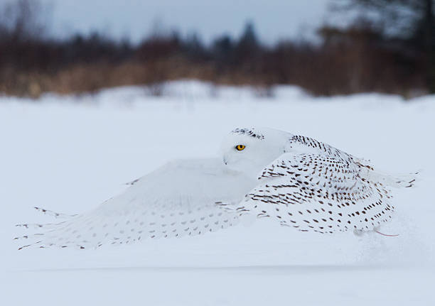 Snowy owl in flight over Northern Minnesota. stock photo