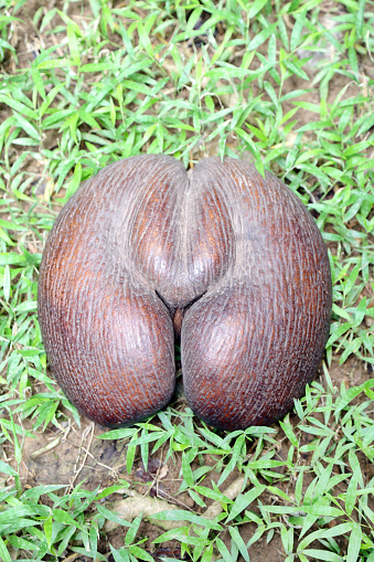 Mahe, Seychelles, Coco de mer tree has the biggest nut in the world and it can do up from 18-25kg, it is protected under the world UNESCO, the tree is only growing in the Seychelles island