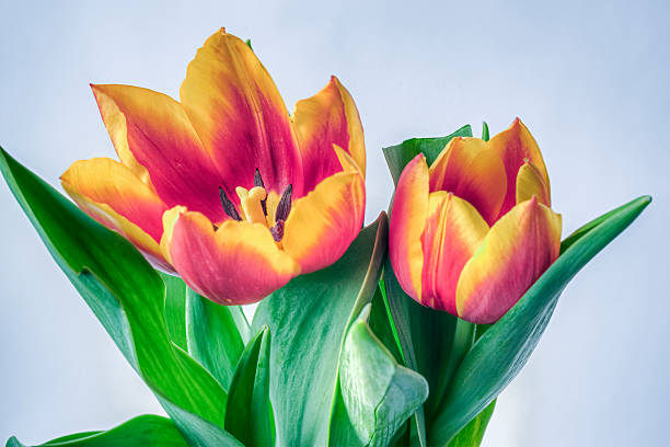 istock The tulip,Tulipa 472220543