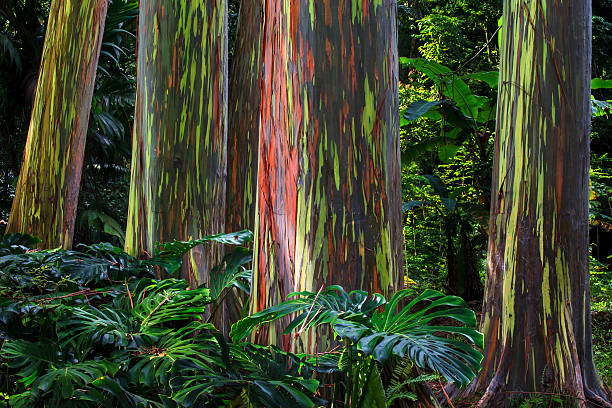 Rainbow Trees A grove of colourful Rainbow Eucalyptus trees at the Ke'anae Arboretum on Maui's famous Road to Hana, Hawaii, USA. rainbow eucalyptus trees stock pictures, royalty-free photos & images