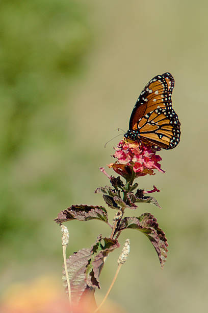 Monarch butterfly- vertical stock photo