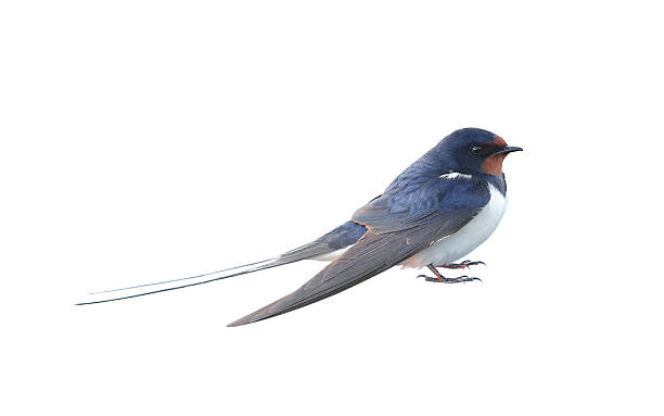 Swallow Swallow, Hirundo rustica, isolated on white, studio shot hirundo rustica stock pictures, royalty-free photos & images