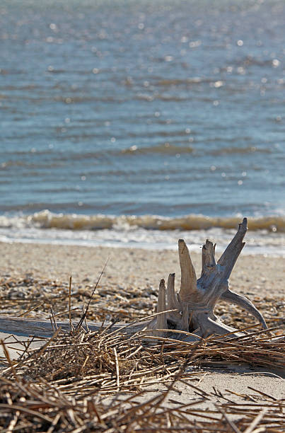 istock Driftwood - Daufuskie Island 472221592