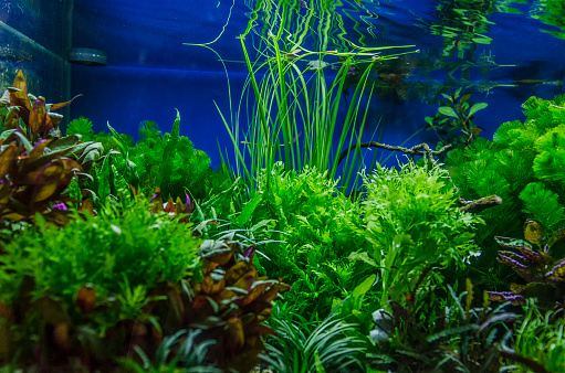 Collection of various kinds of plants in an aquarium